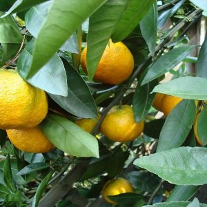 Citrus keraji