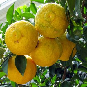 Citrus x junos 'Yuzu'