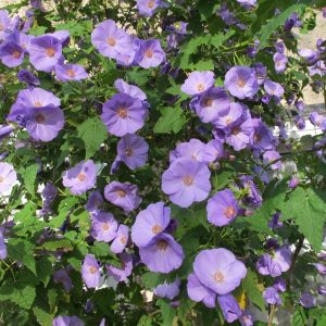 Abutilon x suntense (P9)
