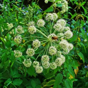 Angelica archangelica (P9)