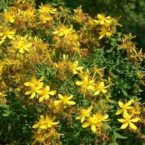 Hypericum perforatum