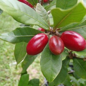 Synsepalum dulcificum (P9)