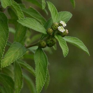 Lippia javanica