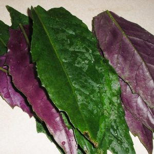 Gynura crepioides