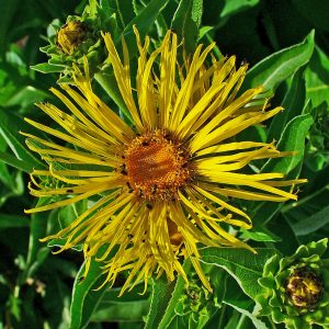 Inula helenium