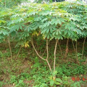 Manihot esculenta