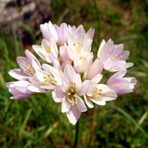 Allium roseum (P9)