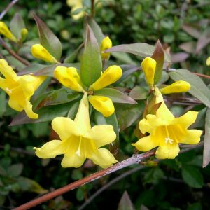 Gelsemium sempervirens