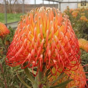Leucospermum 'So Exquisite'