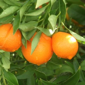 Citrus x japonica 'Nippon'
