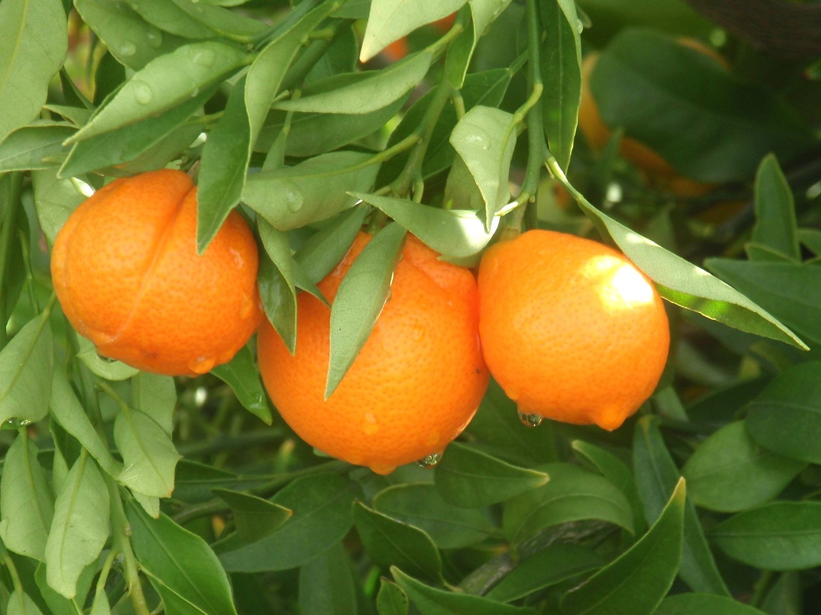 Citrus x japonica 'Nippon'