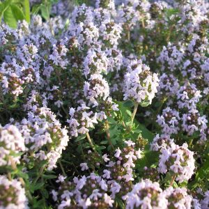 Thymus vulgaris compactus (P9)