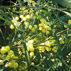 Acacia retinodes (P23)