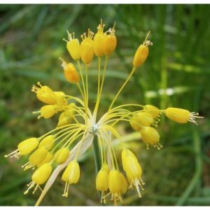 Allium flavum (P9)