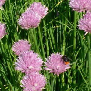 Allium sch. 'Curly Mauve' (P9)