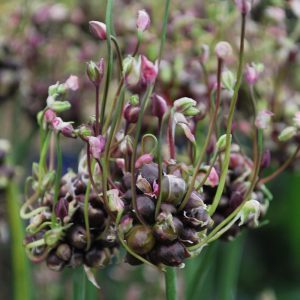 Allium scorodoprasum (P9)