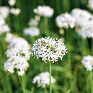 Allium tuberosum (P9)