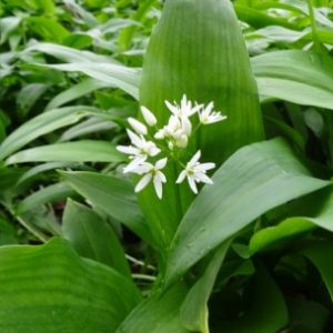 Allium ursinum (P9)