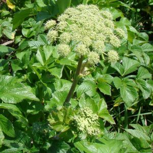 Angelica pachycarpa (P9)
