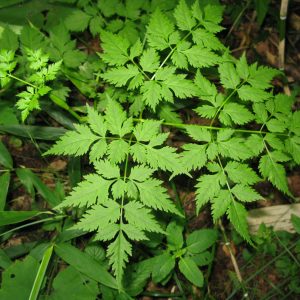 Angelica polymorpha (P9)
