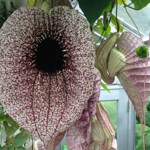 Aristolochia grandiflora (C3)