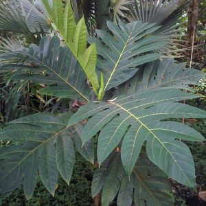 Atrocarpus altilis (C5)