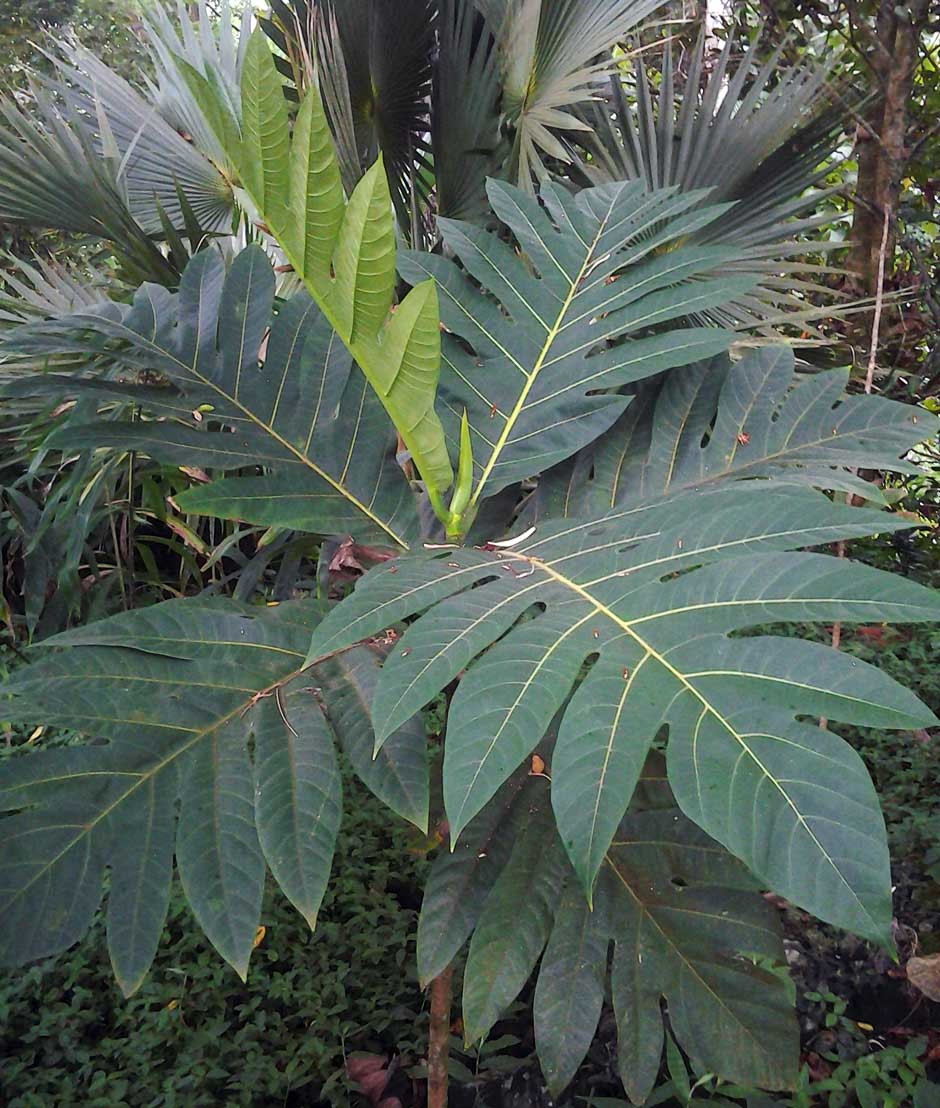 Atrocarpus altilis (C5)