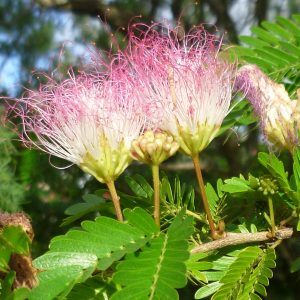 Calliandra surinamensis (C2 pot)