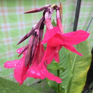 Canna iridiflora