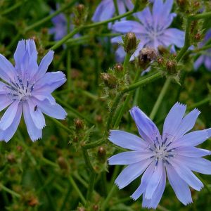 Cichorum intybus (P9)