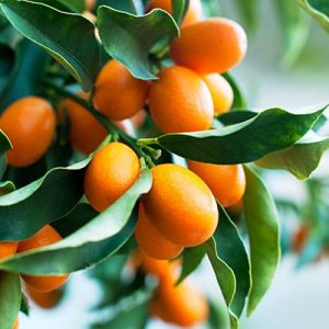 Citrus japonica 'Nagami'