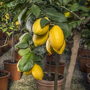Citrus medica 'Diamante'
