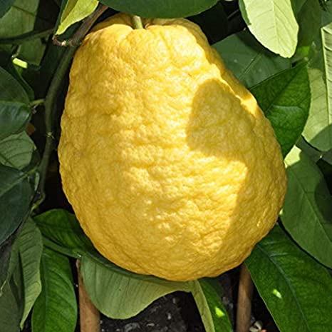 Citrus medica 'Etrog'