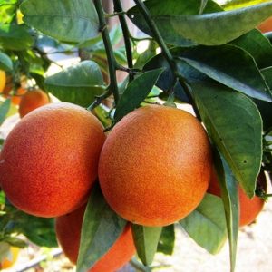 Citrus x sinensis 'Red Orange'