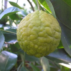 Citrus webberi