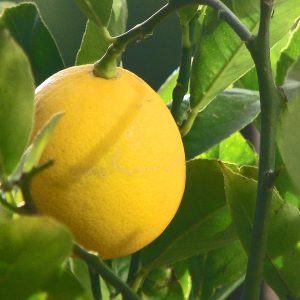Citrus x limon 'Meyeri'