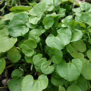 Cochlearia officinalis