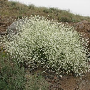 Crambe orientalis