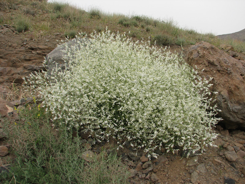 Crambe orientalis