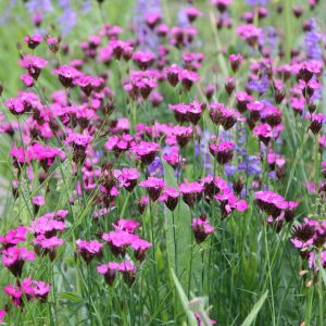 Dianthus cartusianorum (P9)