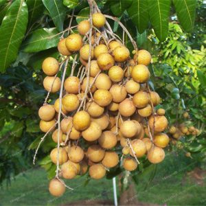 Dimocarpus longan (10 zaden)