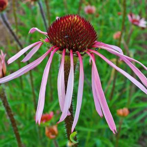 Echinacea pallida (zaden)