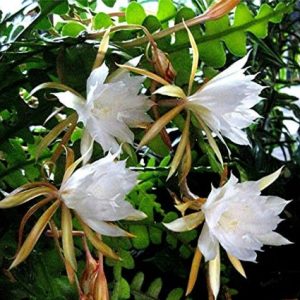 Epiphyllum anguliger