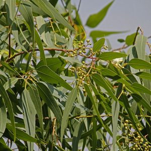 Eucalyptus citriodora (zaden)