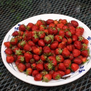 Fragaria x an. 'Mara des Bois'