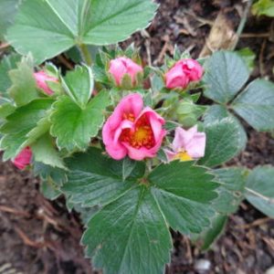 Fragaria x an. 'Pink Marathon'