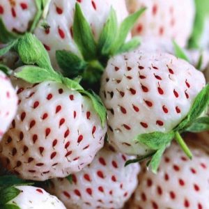 Fragaria x an 'Weisse Ananas'