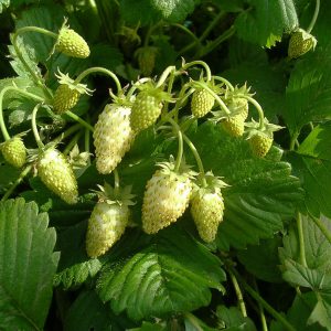 Fragaria vesca 'Yellow Cream'(zaden)
