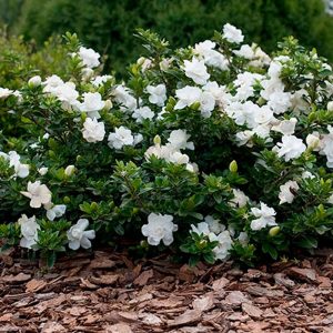 Gardenia 'Crown Jewel'