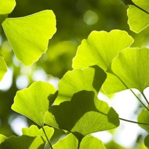 Ginkgo biloba (5 zaden)